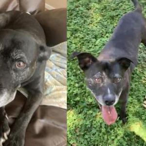 Image of Peanut, Lost Dog