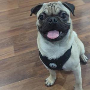 Image of Nacho, Lost Dog