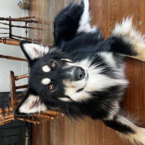 Image of Unknown, Found Dog