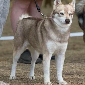 Image of Brigid, Lost Dog