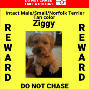 Image of Ziggy, Lost Dog