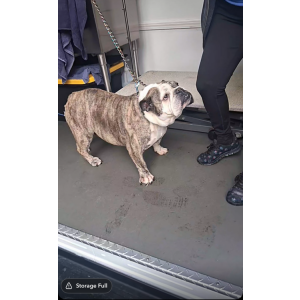 Image of Baby, Lost Dog