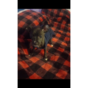 Image of Kehlani, Lost Dog