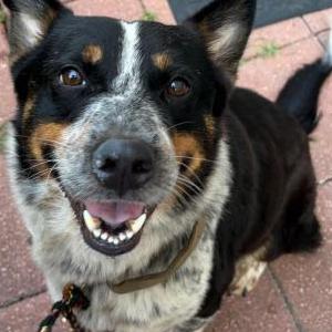 Image of Unknown, Found Dog