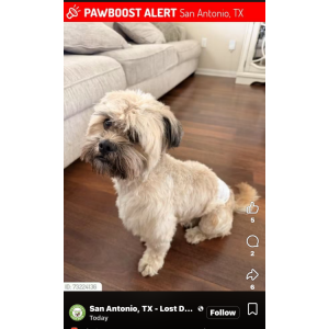 Image of Symba, Lost Dog