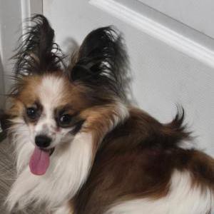 Image of Gizmo, Lost Dog