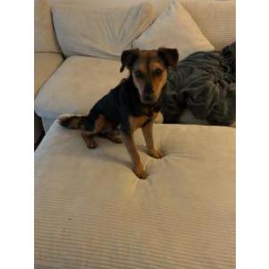 Image of Jake, Lost Dog