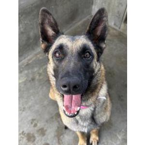 Image of unknown, Found Dog