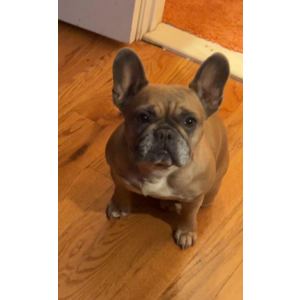 Image of Royal, Lost Dog