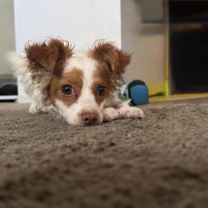 Image of Marshmallow, Lost Dog
