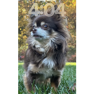 Lost Dog Bo