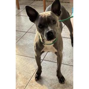 Image of Unknown, Found Dog