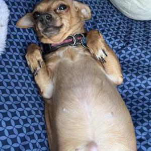 Image of Babies, Lost Dog