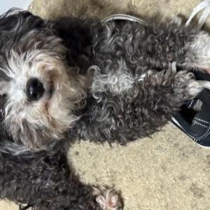 Image of River “Bella”, Lost Dog