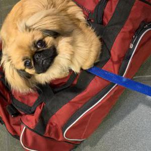 Lost 1 Jolene (CA)