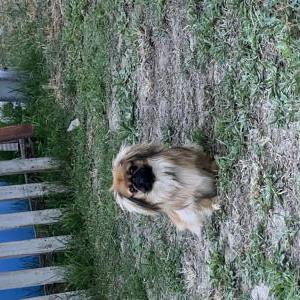 2nd Image of Jolene, Lost Dog