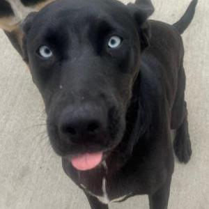 Lost 1 mia (California)