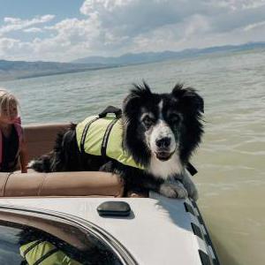 2nd Image of Taj, Lost Dog