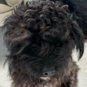 Image of Unknown, Found Dog