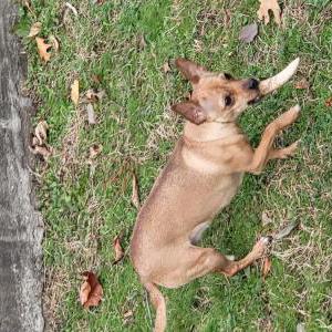 2nd Image of MUSHI, Lost Dog