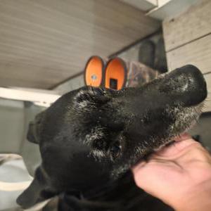 Image of Unknown, Found Dog