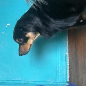 Image of Jerrymi, Lost Dog