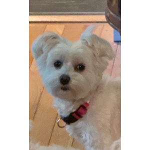 Lost 1 Gander (Ohio)