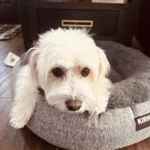 2nd Image of Alaska, Lost Dog