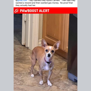 Image of Carmen, Lost Dog