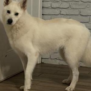 Image of Snow, Lost Dog