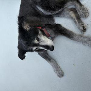 Lost 1 Mindy Barra (New Jersey)