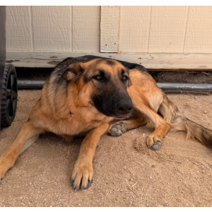 2nd Image of UNKNOWN, Found Dog