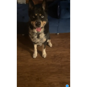 Image of Huncho, Lost Dog
