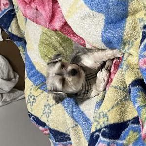 Image of Lucky, Lost Dog