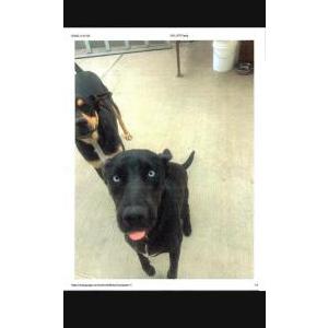 Image of Mia, Lost Dog