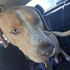 Image of Unknown, Found Dog