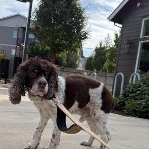 Found 1 English Spaniel (Oregon)