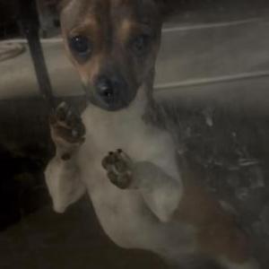 Image of Unknown, Lost Dog