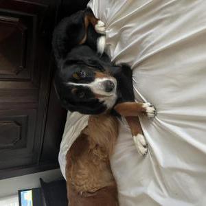 2nd Image of Happy, Lost Dog