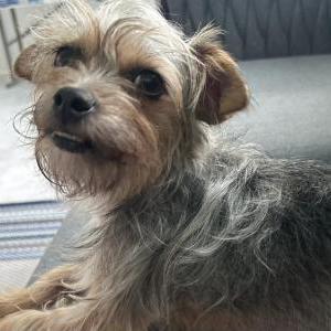 Image of Unknown, Found Dog