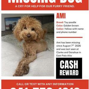 Image of Ami, Lost Dog
