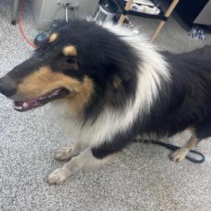 Lost 1 Tri Collie (NC)