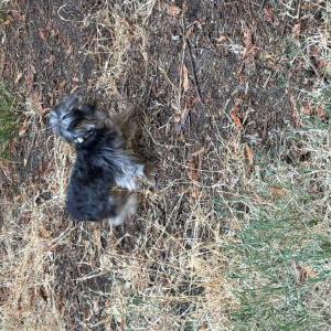Image of Unknown, Found Dog