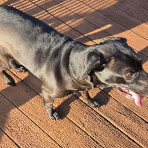 Image of Unknown, Found Dog
