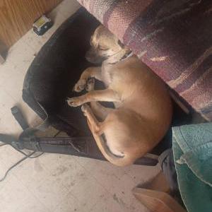 Image of Chiquita, Lost Dog