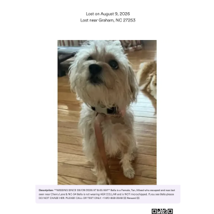 Image of Bella, Lost Dog