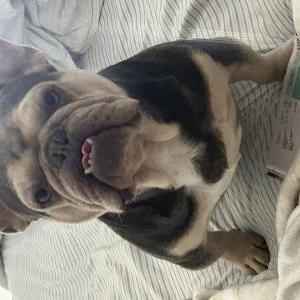 Image of Osito, Lost Dog