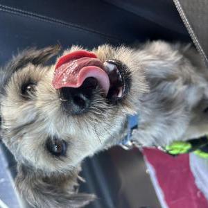 Image of Unknown, Found Dog