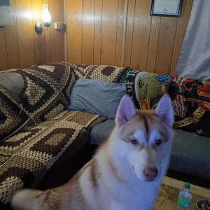 Lost 1 Thunder parker (Tennessee)