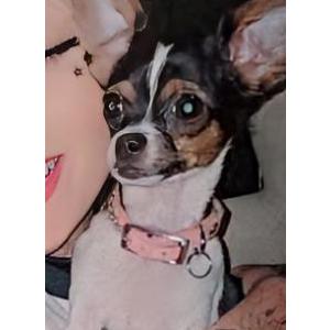 Image of Unknown, Lost Dog